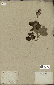spécimen de Rubus ulmifolius