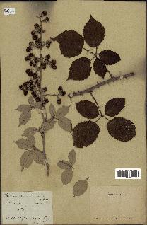 spécimen de Rubus ulmifolius