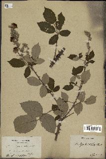 spécimen de Rubus ulmifolius