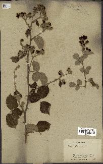 spécimen de Rubus ulmifolius