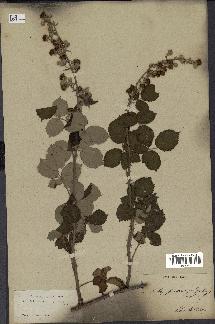 spécimen de Rubus ulmifolius