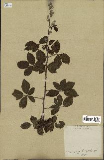 spécimen de Rubus ulmifolius