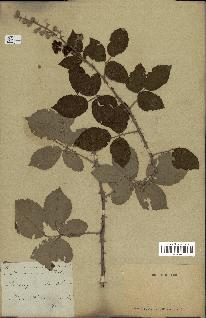 spécimen de Rubus ulmifolius