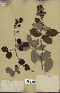 spécimen de Rubus ulmifolius