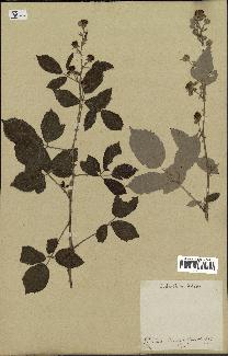 spécimen de Rubus ulmifolius