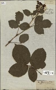 spécimen de Rubus velutinus