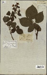 spécimen de Rubus velutinus