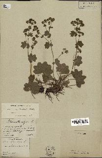 spécimen de Alchemilla filicaulis