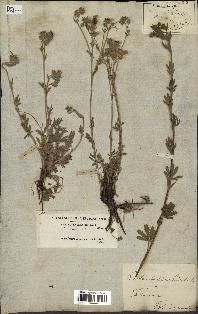 spécimen de Potentilla hirta