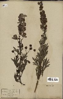 spécimen de Aconitum napellus