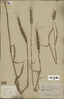 spécimen de Aegilops triuncialis