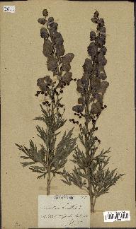 spécimen de Aconitum napellus