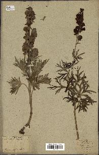 spécimen de Aconitum napellus