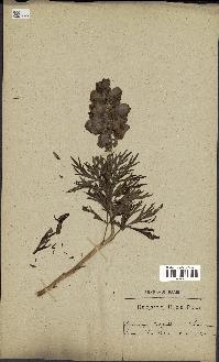 spécimen de Aconitum napellus