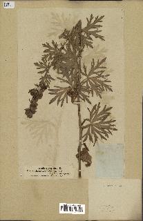 spécimen de Aconitum napellus