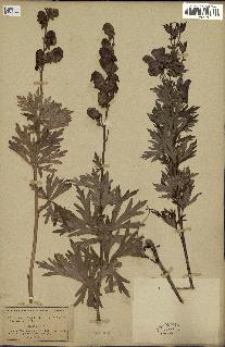 spécimen de Aconitum napellus