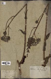 spécimen de Crepis taraxacifolia