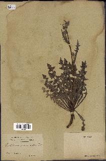 spécimen de Crepis taraxacifolia