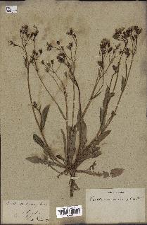 spécimen de Crepis taraxacifolia