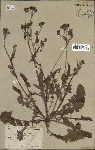 spécimen de Crepis taraxacifolia