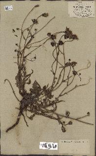 spécimen de Crepis taraxacifolia