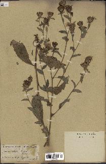 spécimen de Centaurea nigra