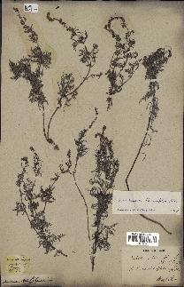 spécimen de Ambrosia tenuifolia