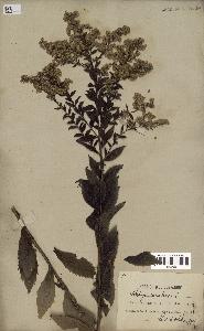 spécimen de Solidago canadensis