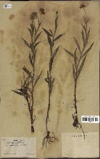 spécimen de Helenium autumnale