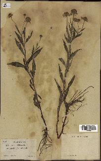 spécimen de Helenium autumnale