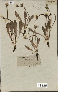 spécimen de Taraxacum glabrum