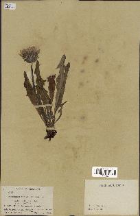 spécimen de Taraxacum lugubre
