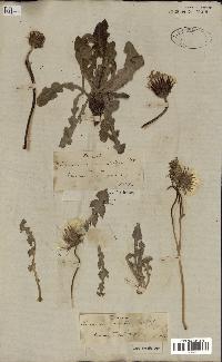 spécimen de Taraxacum montanum