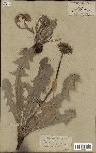 spécimen de Taraxacum montanum