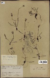 spécimen de Taraxacum dissectum