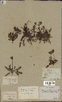 spécimen de Taraxacum dissectum