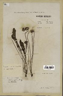 spécimen de Taraxacum indicum