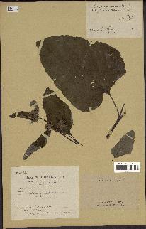 spécimen de Arctium minus
