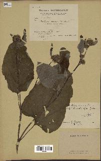 spécimen de Arctium minus
