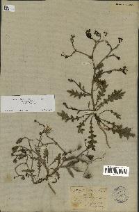 spécimen de Launaea resedifolia