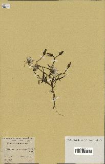 spécimen de Launaea mucronata