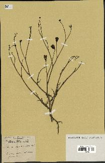 spécimen de Launaea mucronata