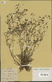 spécimen de Launaea mucronata