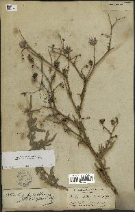 spécimen de Launaea mucronata