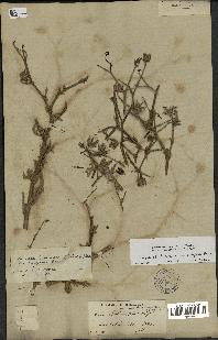 spécimen de Launaea mucronata