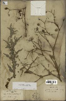 spécimen de Launaea mucronata