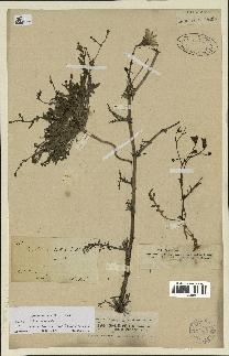 spécimen de Launaea mucronata