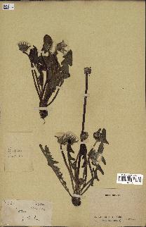 spécimen de Taraxacum sp.