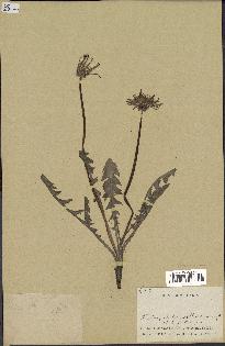 spécimen de Taraxacum sp.