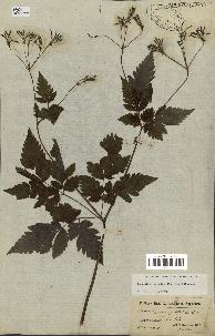 spécimen de Osmorhiza longistylis